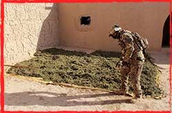 An SOTG XVIII operator with a massive haul of heads seized during a counter narcotics operation in southern Afghanistan.