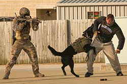 Tactical Assault Group - East operator deploys a military working dog during G20 security preparations in Brisbane.